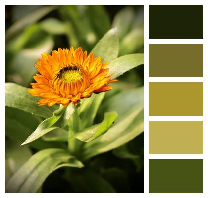 Botany Pot Marigold Flower Image